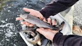 Anglers, get ready. Ohio will soon start stocking rainbow trout for 2024. Here's when