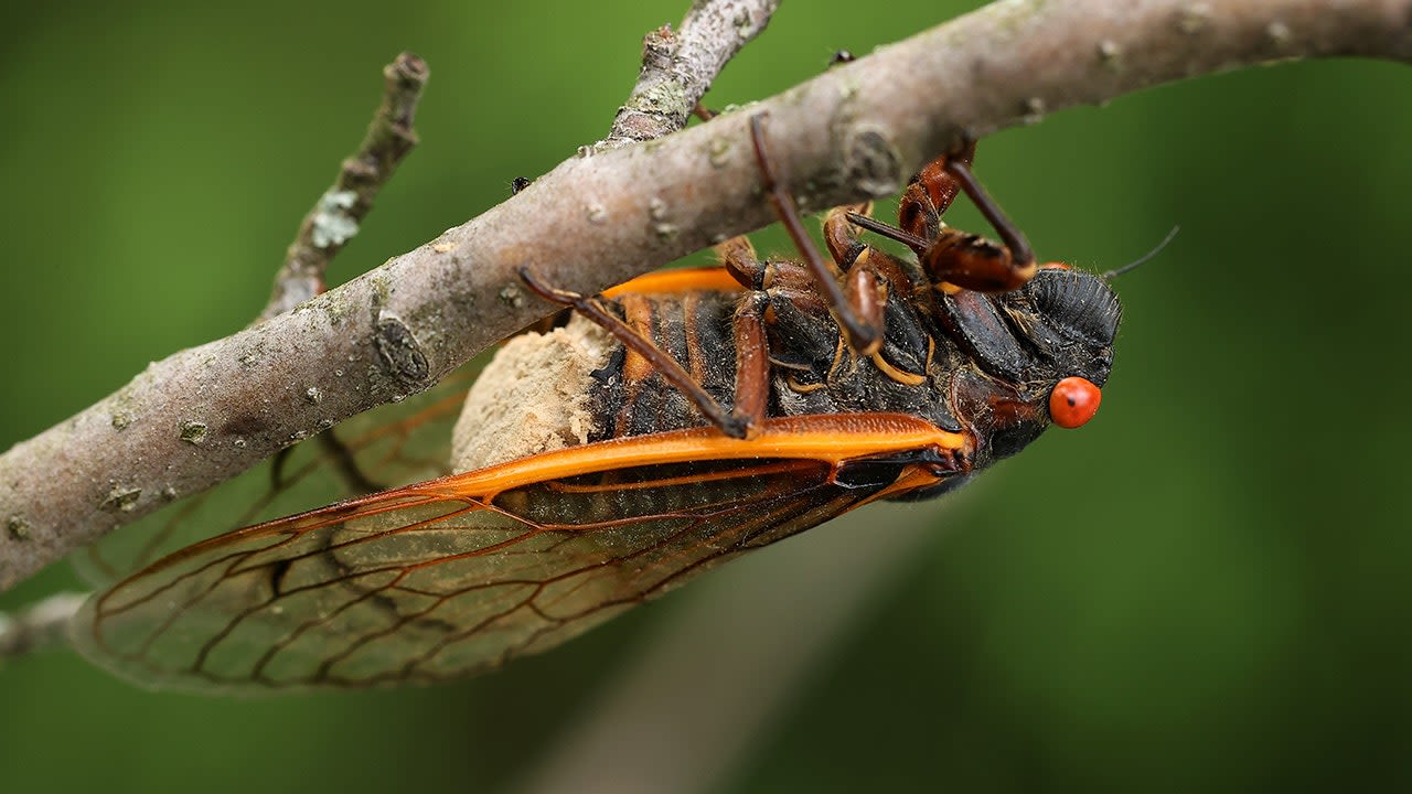 The truth about 'zombie cicadas': 'The fungus can do some nefarious things'