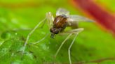 Flesh-Eating Parasite That Causes Skin Infections Is Being Spread by Sand Flies in the US