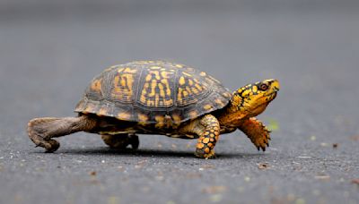 Chinese woman facing charge of trying to smuggle turtles across Vermont lake to Canada