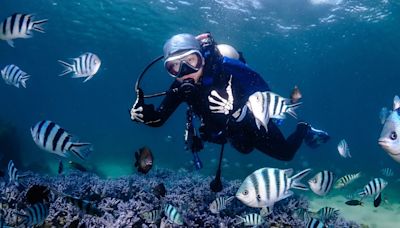 復育珊瑚 重拾最美的島嶼生態！ 澎湖縣打造珊瑚海洋花園 實踐永續 SDGs｜天下雜誌