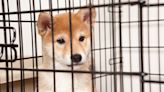 Shiba Inu Has Dipped to $0.00001 -- Will It Ever Recover?