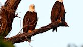 ‘It really is special’: 2 bald eagle chicks at White Rock Lake, Dallas officials confirm