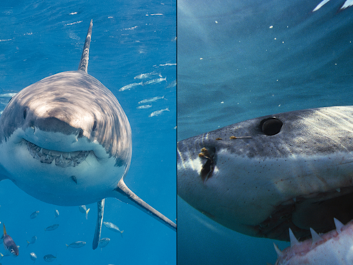 Experts warn British Isles could soon face Great White Shark invasion