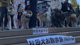 「忠犬八公」百歲生日 逾40隻秋田犬齊聚澀谷車站紀念