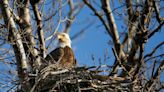 Watch: baby eaglets hatching in Oklahoma on live video feed