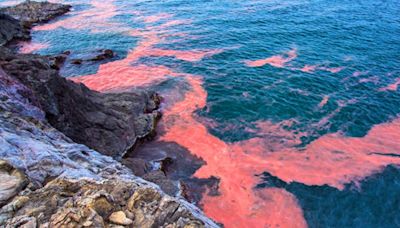 ¿Qué es la marea roja, cuáles son sus efectos y está permitido el baño cuando se da este fenómeno?