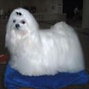 Maltese dog