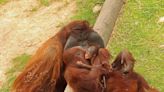 Meet Kota: Little Rock Zoo names baby orangutan
