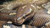 Serpiente de 5 pies de largo vivía en un apartamento en Nueva York - El Diario NY