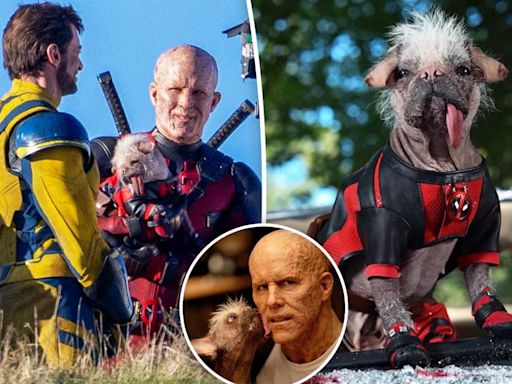 UK’s ‘ugliest dog’ becomes Hollywood royalty — starring in ‘Deadpool & Wolverine’