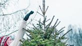 The Definitive Best Time to Buy a Christmas Tree This Year