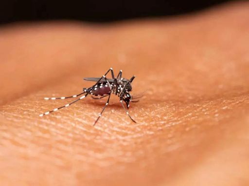 Bengaluru witnessing sharp rise in dengue cases: Doctors say situation may worsen, women and children at greater risk