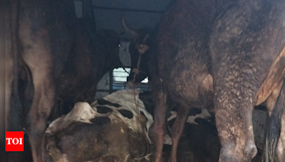 3 cows rescued from illegal slaughter at Oshiwara during Bakrid | Mumbai News - Times of India