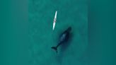 Humpback whale follows kayaker in extraordinary drone footage