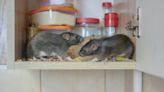 Banish mice from your house with humane £2 trick that helps to repel rodents