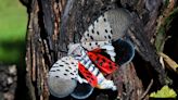 Spotted lanternflies found in Gallatin County. What we know about the infestation