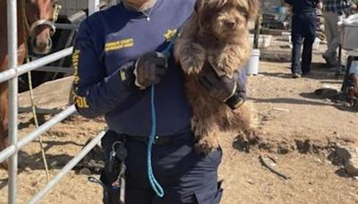 50 dogs found at a "hoarding-like" property after landlord dies in rural Riverside County