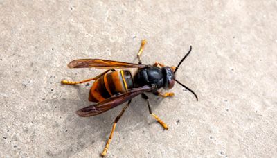 How to spot an Asian hornet and what to do if you find one