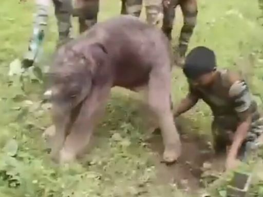 Quick-thinking forest staff rescue stranded baby elephant in Mudumalai, reunite it with mother