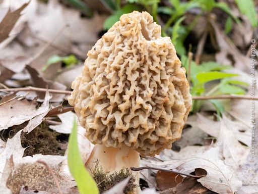 Location, location location: Why real estate's golden rule also applies to morel mushrooms