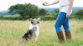 Put a stop to your dog’s challenging behavior with this trainer’s one genius training tip