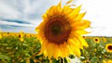 When to plant and how to grow sunflowers | CNN