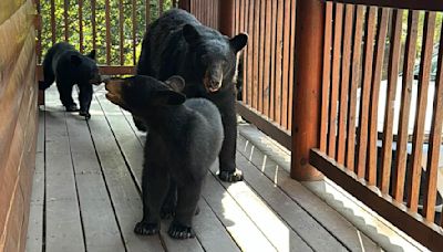 Terrifying moment momma bear charges at North Carolina woman