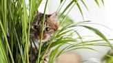 Is Cat Palm Safe for Cats?