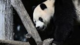 What We Know About Giant Pandas Arriving in the U.S.