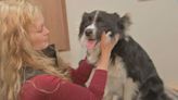 Local veterinarians seeing increase in dog pneumonia cases, spreading to Mass. and Maine