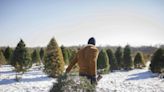 22 Best Christmas Tree Farms In North Carolina