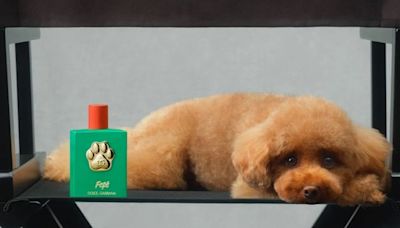 Dolce & Gabbana launches dog perfume named after founder's pet