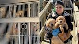 Close to 30 Golden Retrievers — Including 20 Puppies — Rescued From 'Horrendous' Conditions in R.I.