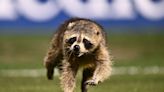 The thrilling call of a raccoon invading an MLS game might be the most epic of 2024