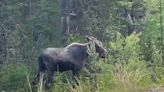 Planning and patience | Maine moose guides are excited for the hunting season