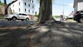 Manchester-by-the-Sea: Effort made to protect some shade trees