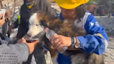 Husky saved after 22 days trapped under rubble from 7.8 earthquake in Turkey, rescuers say