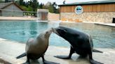 Carnivores in zoos react positively to improvements to their enclosures – study