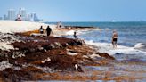 Palm Beach will consider solutions for removing sargassum from its beaches