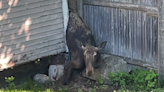 Moose rescued after getting stuck between tree, garage in Auburn