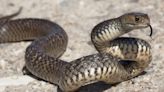 Viral Video Shows a Wedding Guest Carrying Out a Giant Snake That Interrupted the Ceremony