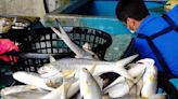 【食力】魚賣不出去、錢進不來！留在台灣限時特賣又有何問題？