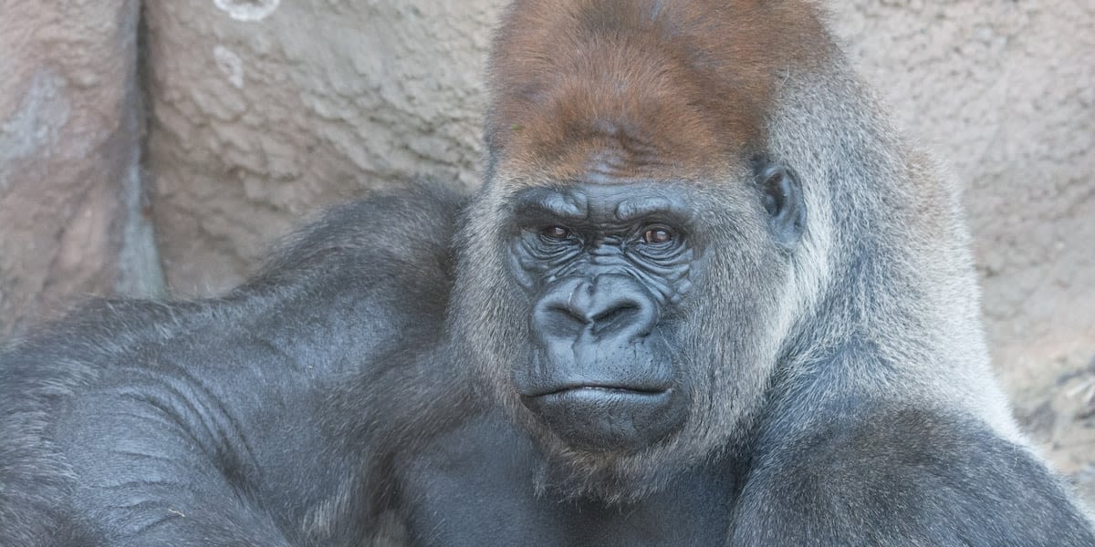 Gorilla at Saint Louis Zoo named Little Joe dies from heart disease, zoo officials say