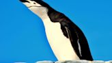 ¿Por qué los pingüinos entran en éxtasis?