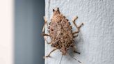 How to Get Rid of Stink Bugs: 7 Expert-Backed Strategies