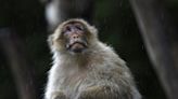 Estudian factores que provocan muerte de primates en Chiapas y Tabasco