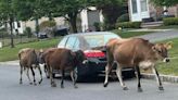 Cows Found Roaming Toms River Streets Safely Returned Home