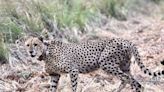 100 cheetahs sent to India from South Africa in attempt to repopulate the species