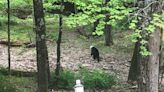 DEC searching for black bear seen near Saugerties with head stuck in container